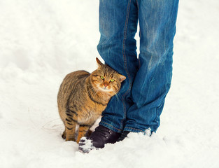 jugo Ernest Shackleton kiwi Por qué mi gato se frota en mis piernas? - Blog Alimentando tu Mascota