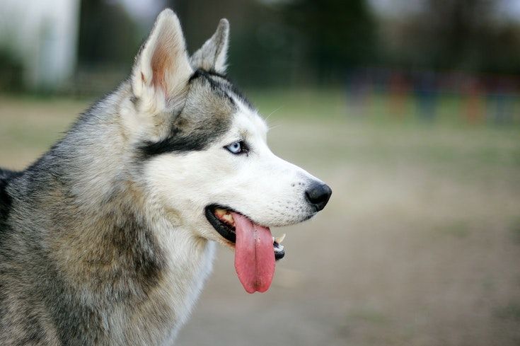 Qué significa la posición de orejas de mi perro? - Blog Alimentando tu Mascota