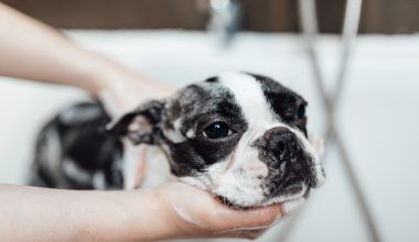 Guía básica para bañar a tu perro