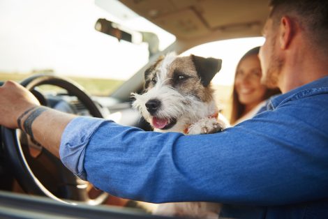 Varios riesgos de llevar nuestra mascota en el coche sin los métodos adecuados de seguridad