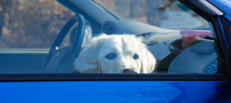¿Es bueno dejar a nuestro perro en el coche mientras compramos?