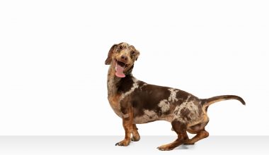 ¿Qué es el síndrome de la cola fría en perros?