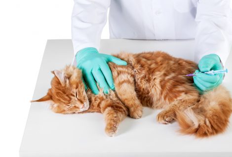 Vacunas más importantes para nuestros gatos